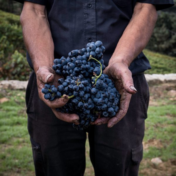 pexels-pedro-rebelo-pereira-13996552